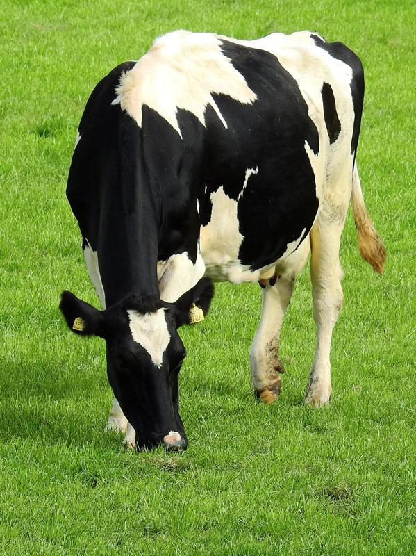 ضحاک ماردوش